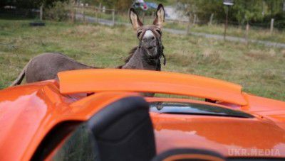 Житель Німеччини судиться з ослом, який прийняв його спорткар за морквину. Чоловік вимагає від власника тварини шість тисяч євро за ремонт пошкодженого худобою спорткара McLaren.