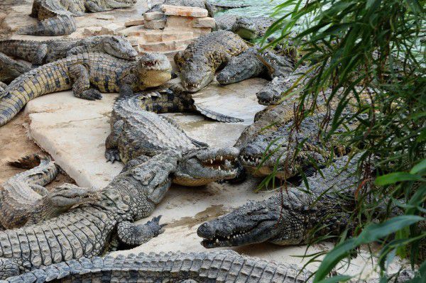 У Китаї із зоопарку втекли 78 крокодилів.  Це були ще недавно народилися рептилії.