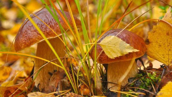 Сезон грибів 2017: найкращі грибні місця України. Де і які гриби можна зібрати восени в різних регіонах України і як туди дістатися.