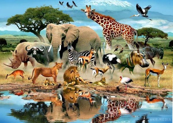 4 жовтня - Всесвітній день тварин. Всесвітній день тварин — особлива дата для всіх, хто любить тварин.