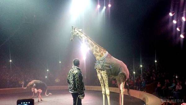 У цирку "Кобзов" намагаються приховати смерть жирафи. Власники цирку просто плюють на закон.