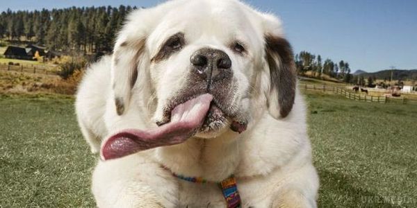 Собака з самим довгим язиком в світі, яка потрапила в книгу рекордів (відео). Довжина довжина язика цієї собаки майже 20 см.