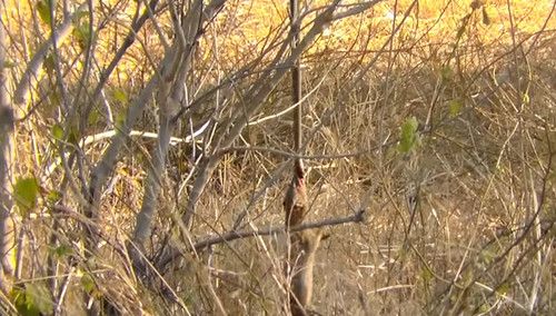 Полювання мангуста на змію (відео). Мангуст вчепився зубами в звисавшую з дерева отруйну змію.