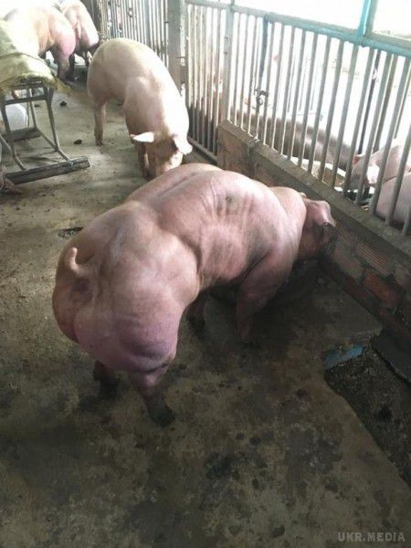 Свині-мутанти налякали користувачів мережі і зоозахисників. Відзначається, що свині відправляються на забій лише тоді, коли досягнуто певних форм і розмірів. 