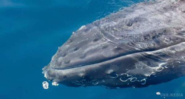 Вчені зробили несподівану заяву про китів. Дослідники змогли зрозуміти, чому кити такі великі.