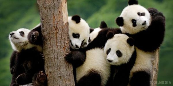 У Китаї вперше вийшли на публіці відразу 36 панденят (відео). Крім цих панденят ще 8 тварин занадто маленькі, щоб знайомитися з глядачами. Їх досі від мам не забирають.