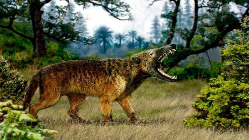 Вони жили 25 млн років тому! В Африці знайшли невідомих хижаків. Міжнародна команда палеонтологів виявила раніше невідомий вид гієнодонів, хижих ссавців, що жили на території Північної Америки, Азії та Європи 25 млн років тому.