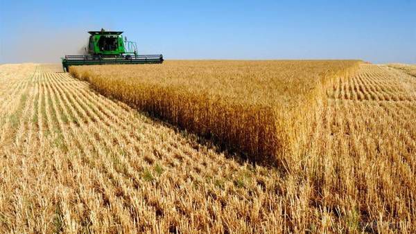 Український експорт зернових перевищив 12 млн тонн. У тому числі було експортовано понад 7 млн тонн пшениці.