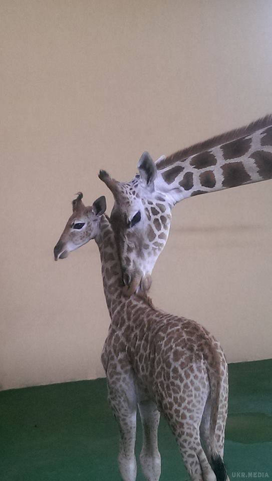У зоопарку під Києвом народився жираф Віталька. Малюка назвали Віталієм.