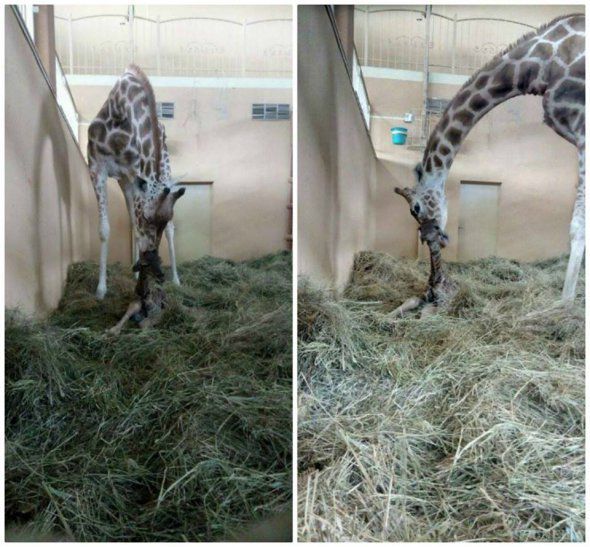 У зоопарку під Києвом народився жираф Віталька. Малюка назвали Віталієм.