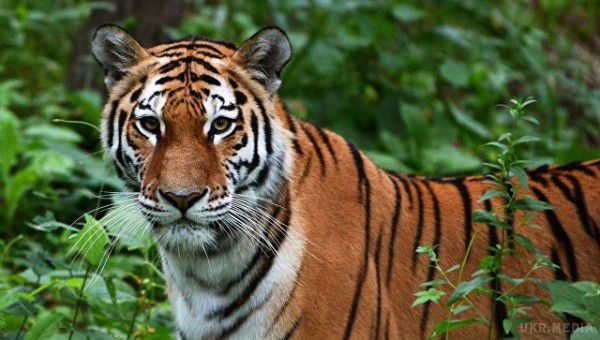 Загризшая чотирьох людей в Індії тигриця загинула від удару струмом. Вона встигла загризти чотирьох людей до того, як загинула від удару струмом.
