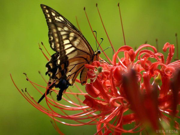 Вчені заявили про масове зникнення комах у Німеччині. Дослідники прийшли до висновку, що біомаса літаючих комах в німецьких національних парках за минулі 27 років знизилася на більш ніж 75%. 