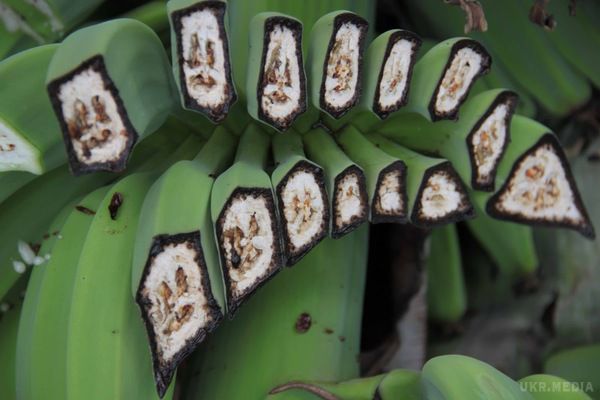 Самий продаваний продукт у світі на межі зникнення. ООН попереджає про загрозу бананової катастрофи через грибок.