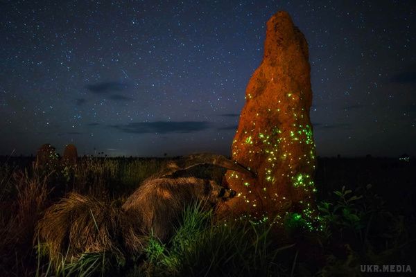 Кращі фотографії конкурсу дикої природи. Подивися, які фотографії Wildlife Photographer of the Year 2017 отримали найпрестижнішу нагороду в цьому році!