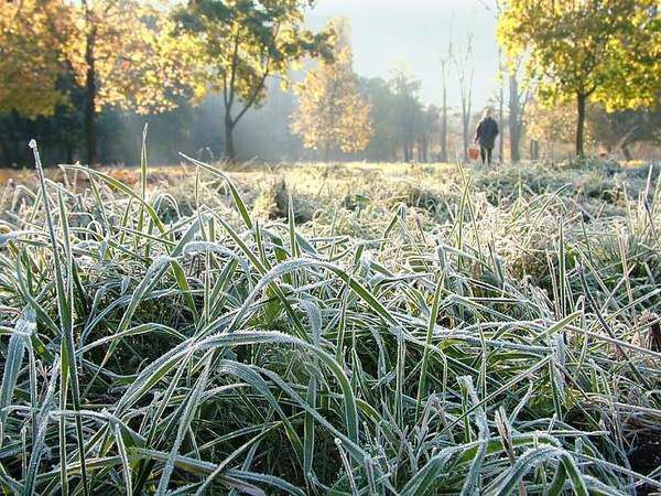 Погода в Україні: де і коли вдарять перші заморозки. Вже цієї неділі на півночі України очікуються перші нічні заморозки.