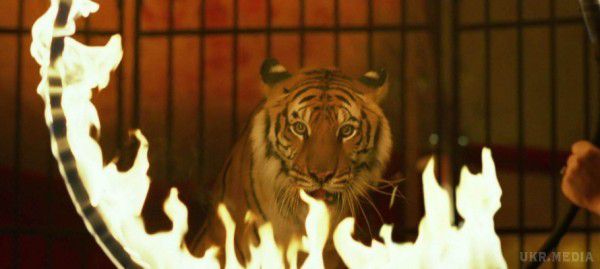 У Москві на працівницю цирку-шапіто «Веселка» напав тигр. Дресирований тигр напав на жінку, що прийшла погодувати дикого звіра.