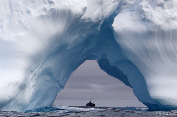 У льодах Арктики знайшли дивну істоту. Учені.