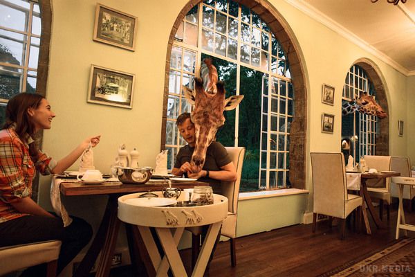 Забавне кафе, де можна поснідати і пообідати разом з жирафами (фото). Відвідувачі та гості місцевого готелю можуть поснідати або пообідати разом з жирафами, які приходять сюди з лісу кілька разів в день.