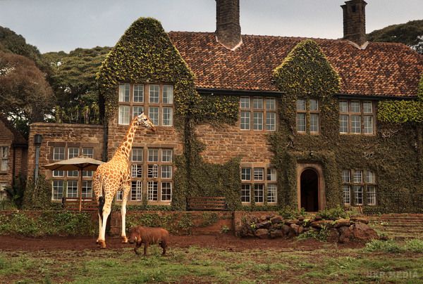 Забавне кафе, де можна поснідати і пообідати разом з жирафами (фото). Відвідувачі та гості місцевого готелю можуть поснідати або пообідати разом з жирафами, які приходять сюди з лісу кілька разів в день.
