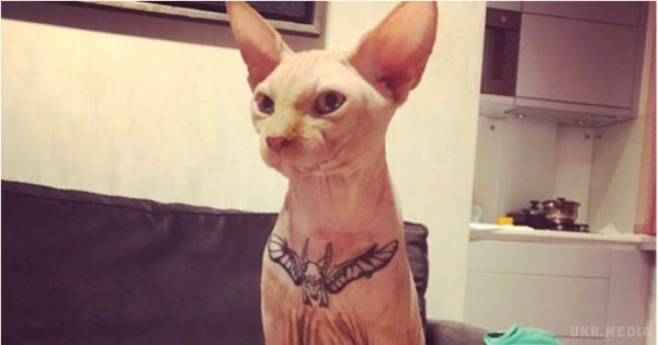Пара з Чернігова зробила татуювання своєму коту. Мережа обурена.
