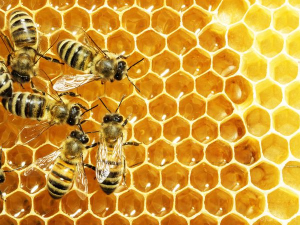 Названо найкорисніші сорти меду для українців. Незважаючи на те, що мед майже на 80 відсотків складається з цукру, його сорти відрізняються не тільки за кольором, консистенції, аромату, але і за смаком