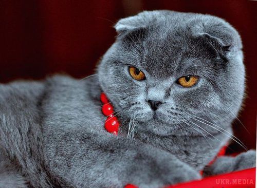 Ветеринари закликають зупинити розведення висловухих котів. Лікарі попереджають, що у котів такої породи з часом будуть невиліковні хронічні хвороби.