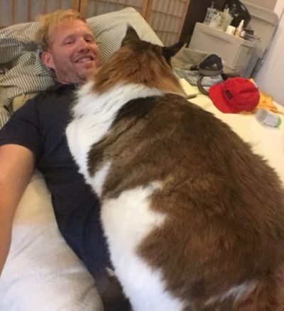 Найбільший кіт Нью-Йорка підкорив інтернет (фото). Складно повірити.