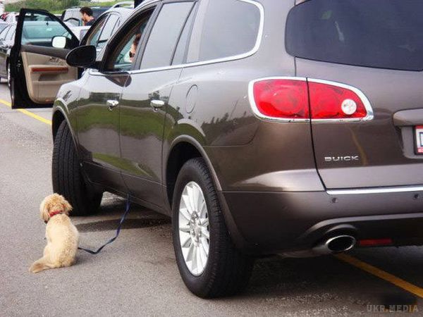 Жіночки за кермом - і сміх і гріх:. Підбірка веселих фотографій на тему жінок за кермом.