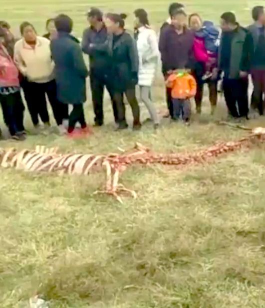 У китайському селі знайшли скелет 18-метрового дракона! Ось фото і відео. В інтернеті навела шереху відео, на якому, за словами фахівців, зображений скелет дракона.