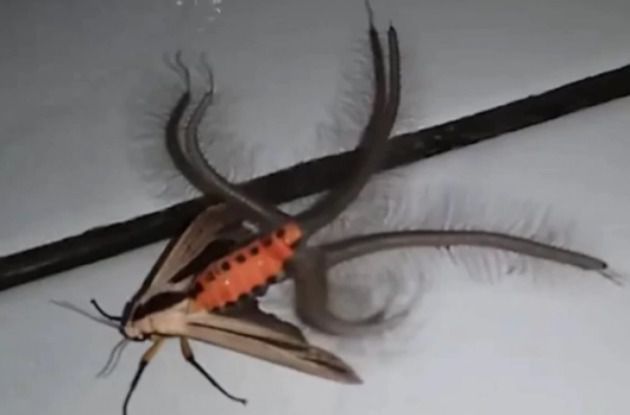Незвичайна комаха, "схожа на прибульця", викликала шквал коментарів(відео). За кілька діб запис набрав майже 40 мільйонів переглядів.