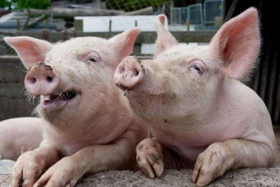 Росія розширила продуктове ембарго для України. Росія заборонила ввезення живих свиней і субпродуктів великої рогатої худоби з Євросоюзу, США, Канади і кількох інших країн.