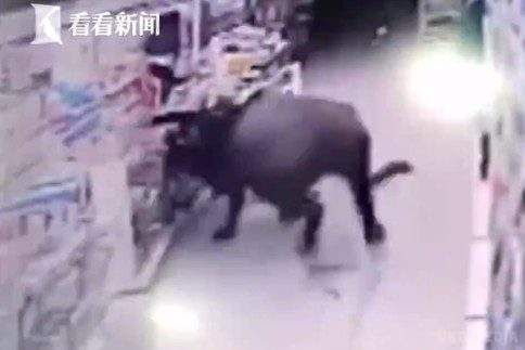 Розлючений буйвол влаштував погром у супермаркеті (відео). В результаті нападу постраждали люди, в числі яких була вагітна жінка.