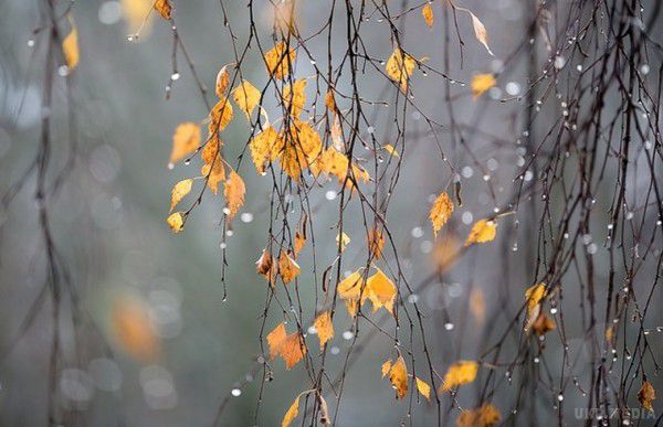 Синоптик сказала, яку погоду очікувати в листопаді. Листопад в Україні почнеться з вологої погоди та потепління.