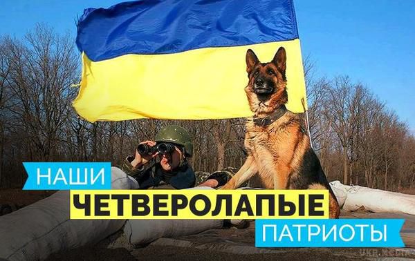 Пухнастики в АТО: вусаті побратими українських вояків (фото, відео). Ці герої допомагають нашим бійцям боротися з проросійським агресором на сході країни.