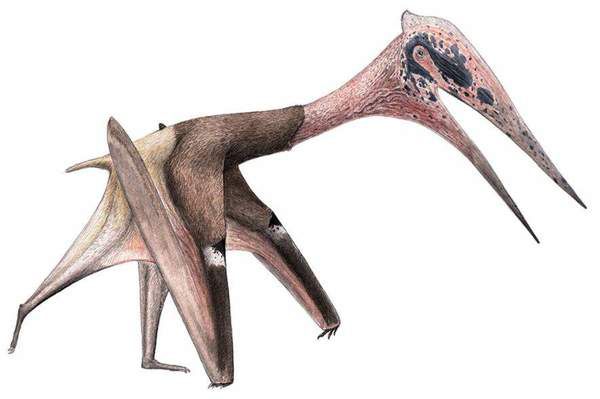 "Живий літак": знайдено рештки унікального стародавнього хижака. Палеонтологи виявили скам'янілості грозного динозавра в Монголії.