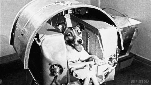 Цього дня 60 років тому в космос полетіла перша собака. І це була не Білка. І навіть не Стрілка. Першу собаку, яка опинилася в космосі, звали Лайка, правда це була не лайка.
