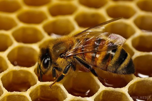 8 речей, які відбудуться з твоїм організмом, якщо ти почнеш їсти мед кожен день