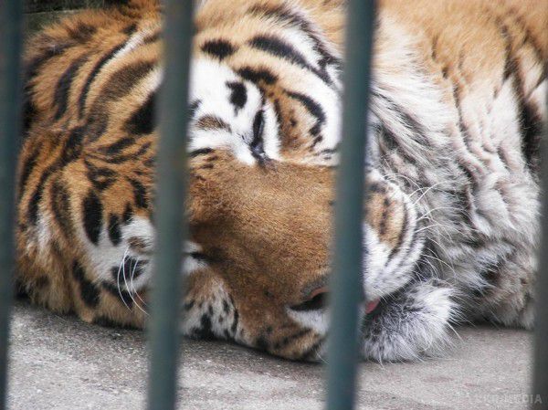 У Хабаровському лісі тигр-людожер загриз чоловіка.  Чоловік став жертвою голодного тигра-людожера.