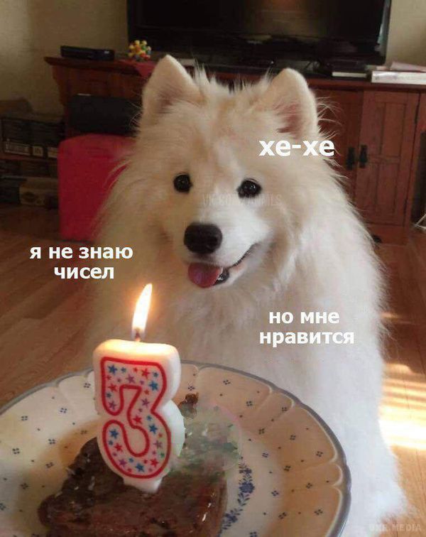Самі смішні картинки тижня і самса в кіоску біля вокзалу!. Забавні картинки з Інтернету, які тобі не покаже жоден голосовий помічник.