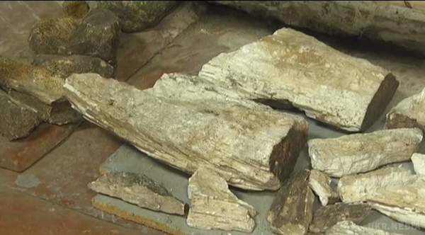 У Запорізькій області археологи знайшли останки мамонта - кадри. На даний момент знахідку реставрують у краєзнавчому музеї. Пізніше жителі зможуть побачити її в одному з демонстраційних залів.