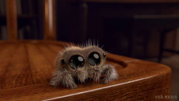 Пухнастий павук, на якого не страшно дивитися (відео). Лукас.