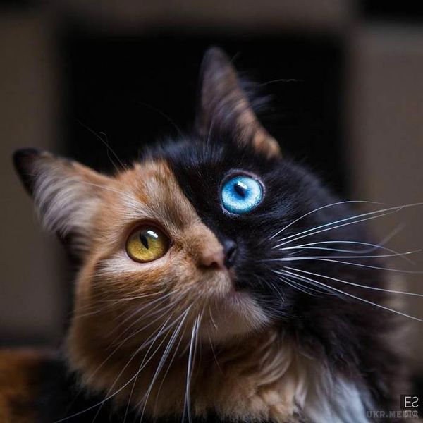 Кімера — чудова дволика кішка-химера, мутація якої вкраде ваше серце. В інтернеті з'явилася нова дволика кішка-химера, і вона настільки чудова, що ми не можемо не розповісти про неї
