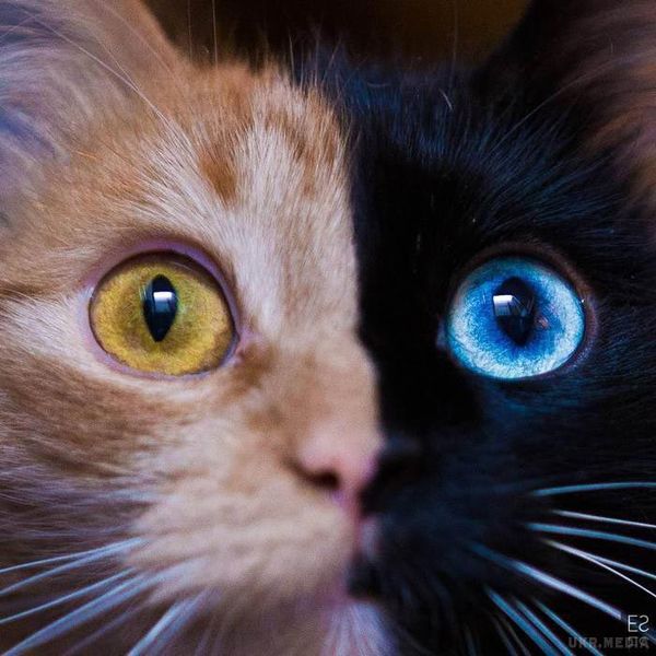 Кімера — чудова дволика кішка-химера, мутація якої вкраде ваше серце. В інтернеті з'явилася нова дволика кішка-химера, і вона настільки чудова, що ми не можемо не розповісти про неї