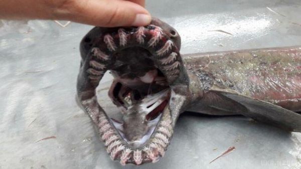 У Португалії зловили доісторичну акулу. Фотофакт.