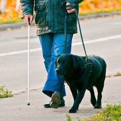 13 листопада - Міжнародний день сліпих. Собака-поводир — очі сліпої людини.