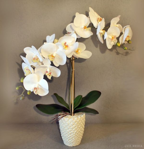 9 правил, завдяки яким орхідея буде буйно квітнути цілий рік. І все виключно своїми руками!.  Що ж слід зробити, щоб переламати впертість орхідеї і змусити її цвісти?