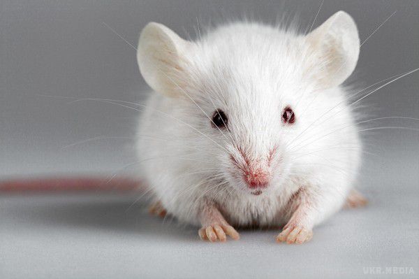 Експерименти на мишах показали, що хімічні добавки призводять до безпліддя у жінок. У складі харчових добавок та косметичної продукції зустрічаються інгредієнти, звані фітоестрогенами, в їх число входить геністеїн.