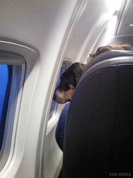Сміх до сліз: приколи та казуси на борту літака (фото). Якими кумедними можуть бути люди під час польоту.