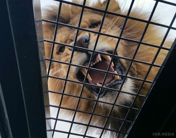 В австралійському зоопарку з'явився новий атракціон, що дозволяє відвідувачам побути серед львів. Так виглядає правильний зоопарк.