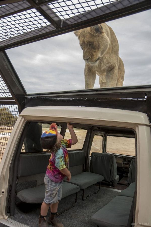 В австралійському зоопарку з'явився новий атракціон, що дозволяє відвідувачам побути серед львів. Так виглядає правильний зоопарк.